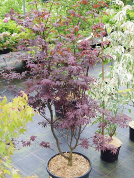 Preview: acer palmatum purpureum - roter Faecherahorn