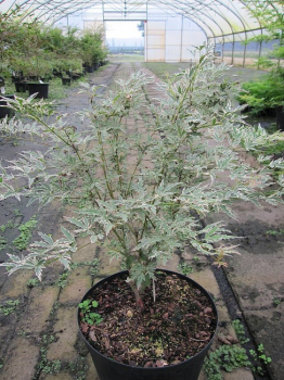 Acer palmatum Butterfly