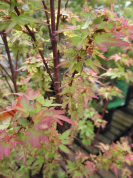 Acer palmatum Koto Maru, Faecherahorn