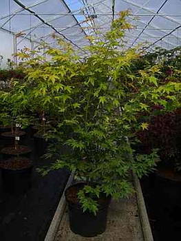 Acer palmatum Orange Dream - japanischer Faecherahorn