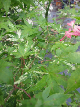 Preview: Japanischer Faecherahorn