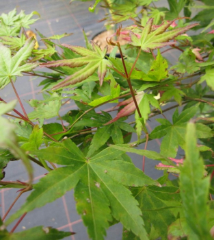 Preview: japanischer Faecherahorn Oridono Nishiki