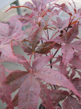 Preview: Japanischer Faecherahorn