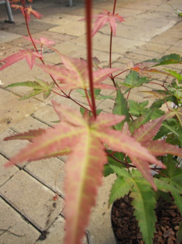 Preview: bronzefarbenes Blatt des Acer