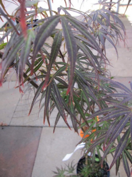 Preview: Acer palmatum Scolopendrifolium atropurpureum