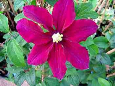 Clematis "Vino" TM Poulvo(N) (60-100 cm) Waldrebe/Klematis