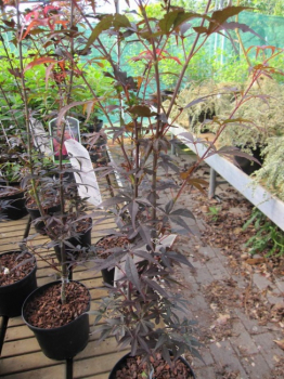 Acer palmatum Skeeters Broom - japanischer Faecherahorn