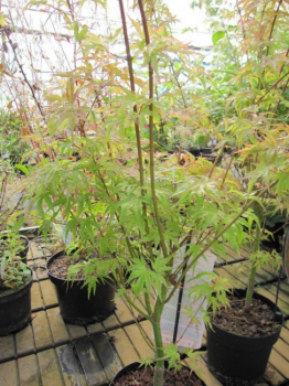 Acer palmatum Wilsins Pink Dwarf - japanischer Faecherahorn