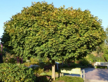 Acer platanoides Globosum - Kugelahorn