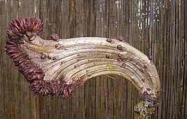 Monsterkastanie - Rosskastanie - Aesculus hippocastanum Monstrosa