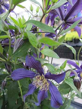 Clematis "Wisley" TM Evipo001(N) (60-100 cm) Waldrebe/Klematis