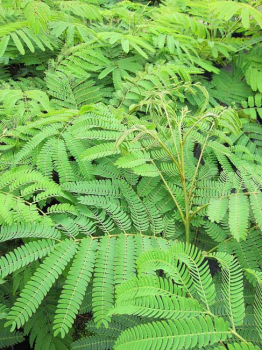Albizia julibrissin Ombrella - Seidenakazie