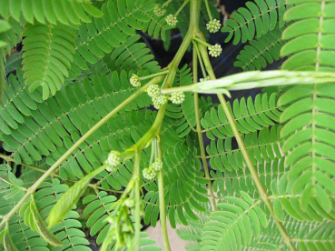 Preview: Schlafbaum - Seidenakazie -  Albizia julibrissin Ombrella