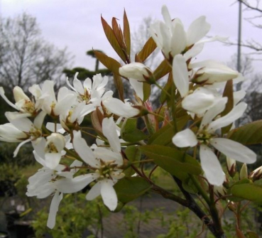 Felsenbirne -  Amelanchier ballerina