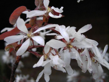 Felsenbirne - Amelanchier laevis