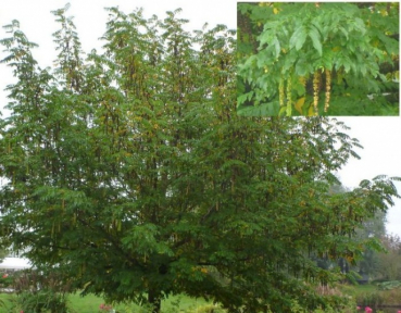 Betula utilis Doorenbos - Weißrindige Himalayabirke
