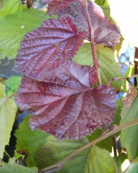 Bluthasel - Lambertshasel - Corylus maxima Purpurea