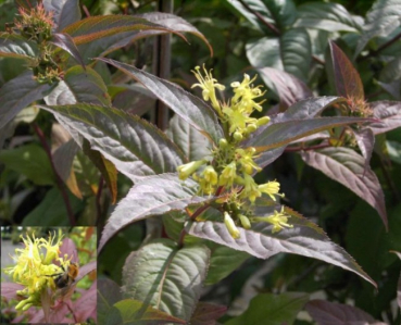 kanadisches Buschgeissblatt - diervilla lonicera