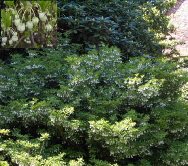 Enkianthus perulatus - Prachtglocke
