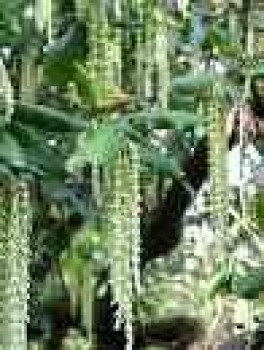 Becherkätzchenstrauch - garrya elliptica 'James Roof'