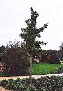 Ginkgo biloba Princeton Sentry - Faecherblattbaum - Ginko