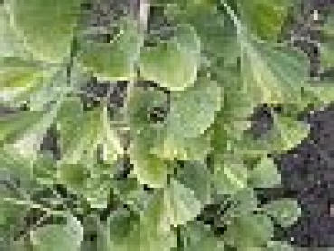 Ginkgo biloba Epiphylla - Fächerblattbaum Elefantenohrbaum Entenfußbaum -  40-60