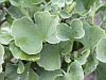 Ginkgo biloba Globus - Fächerblattbaum Elefantenohrbaum Entenfußbaum - 30-40