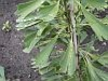 Ginkgo biloba Saratoga - Fächerblattbaum Elefantenohrbaum Entenfußbaum -  40-60