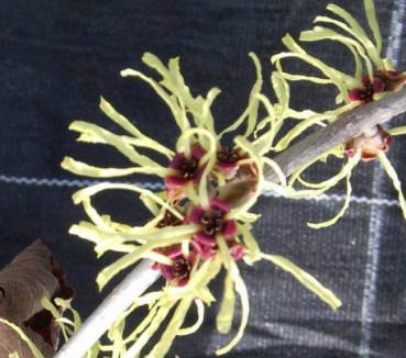 Lichtmess Zaubernuss Mollis