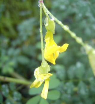 Hippocrepis emerus - Strauchkronwicke  -  Skorpionswicke - strauchiger Hufeisenklee