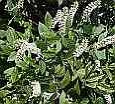 Itea virginica  - Rosmarinweide - 40-60