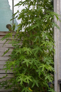 Preview: Kaugummi Baum - american Sweetgum