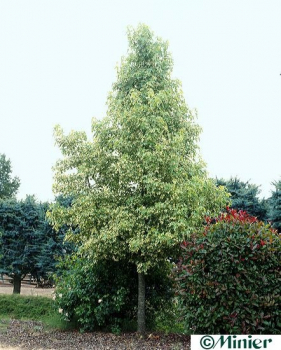 Liquidambar styraciflua albomarginata Manon - weißbunter Amberbaum - Amerikenischer Amberbaum - Seesternbaum