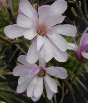 Sternmagnolie Rosea