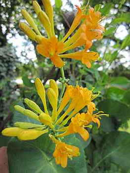 Lonicera " Golden Trumpet " (R) (60-100 cm) Geißblatt
