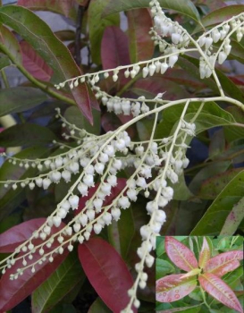Oxydendrum arboreum  - Sauerbaum - 30-40