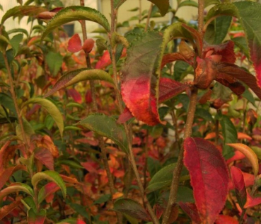 Photinia villosa  - Scharlach - Glanzmispel - 100-150