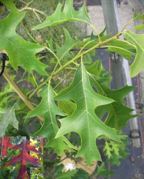 Quercus coccinea  Splendens  - Scharlacheiche -  60-80
