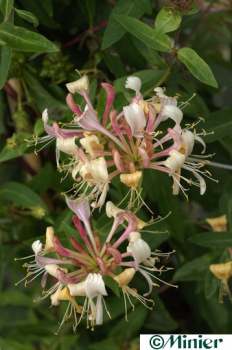 Lonicera caprilia Cream (R) (80-100 cm) Geißblatt