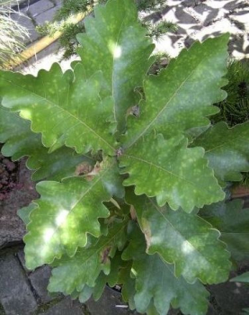 Quercus dentata  Carl Ferris Miller - Kaisereiche -  60-80