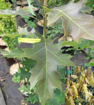 Quercus rubra Aurea  - Gelbblättrige Eiche -  60-80