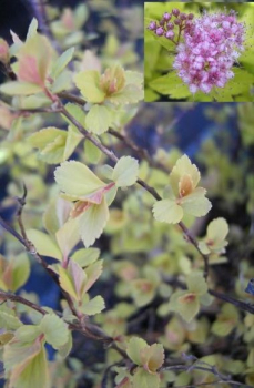 Spiraea japonica Golden Princess - Gelbe Zwergspiere -