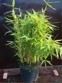 Fargesia Jumbo Bambusse