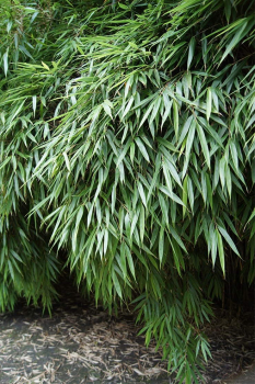 bambus rufa
