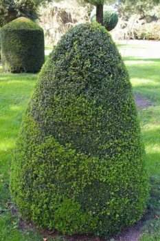 Preview: Buxus sempervirens arborescens Kegel - Buchsbaum -  120
