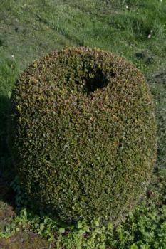 Buxus sempervirens arborescens Form  Olive - Buchsbaum -  60-70