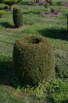 Buxus sempervirens arborescens Form  Olive - Buchsbaum -  60-70