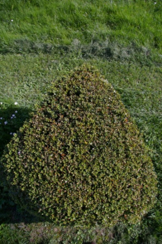 Buxus sempervirens arborescens Form Dreieck - Buchsbaum -  60-70