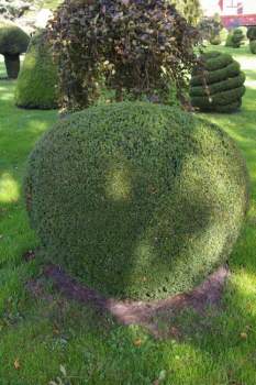Buxus sempervirens arborescens Form Kugel - Buchsbaum -  90-100
