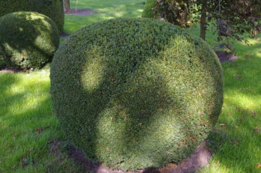 Preview: Buxus sempervirens arborescens Form Kugel - Buchsbaum -  90-100